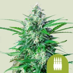Royal AK Auto semi cannabis Royal Queen Seeds