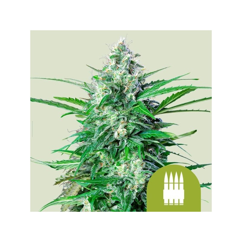 Royal AK Auto semi cannabis Royal Queen Seeds