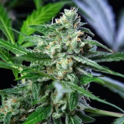 Royal AK Auto semi cannabis Royal Queen Seeds