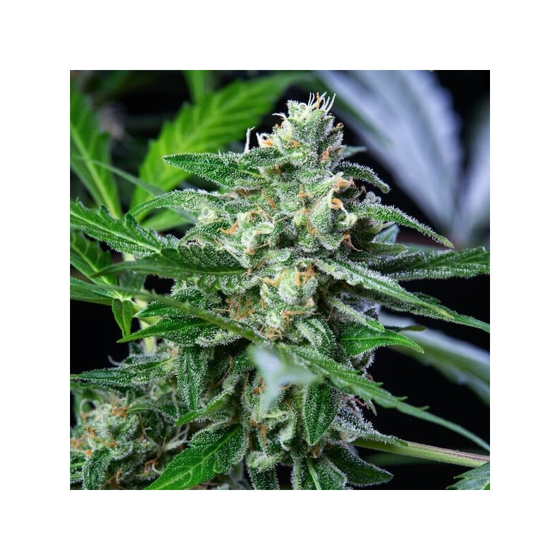 Royal AK Auto semi cannabis Royal Queen Seeds