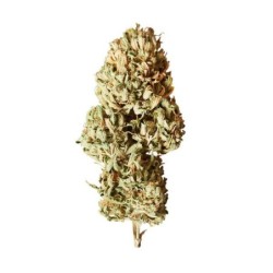 Royal AK Auto semi cannabis Royal Queen Seeds