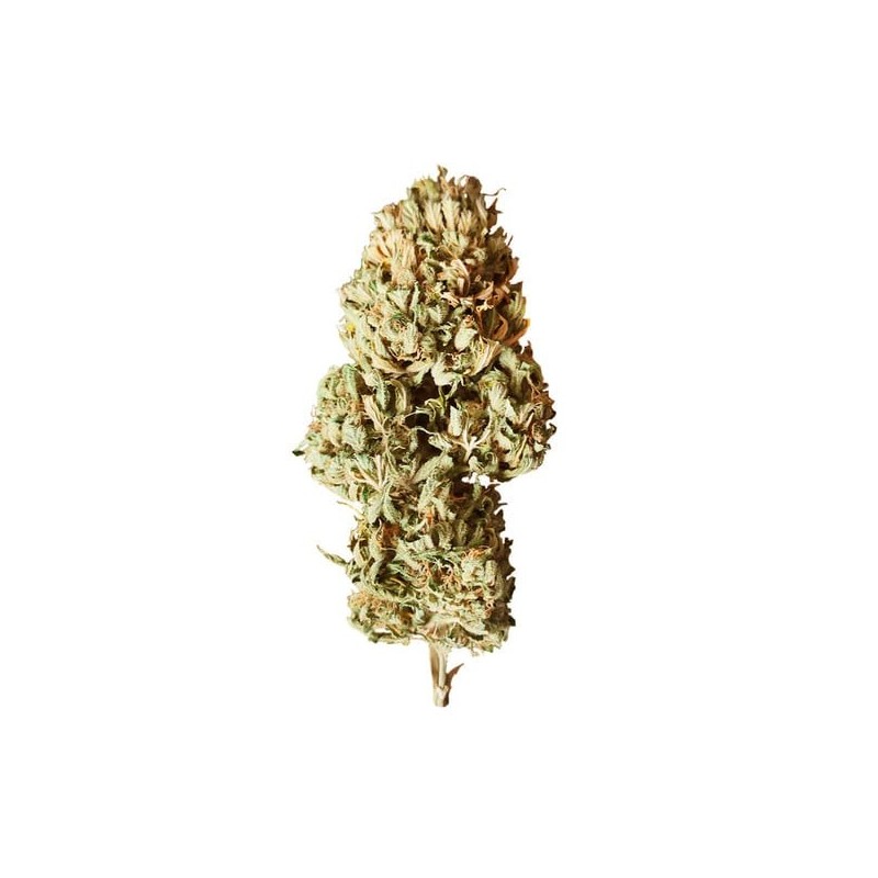 Royal AK Auto semi cannabis Royal Queen Seeds