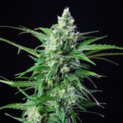 Royal AK Auto semi cannabis Royal Queen Seeds