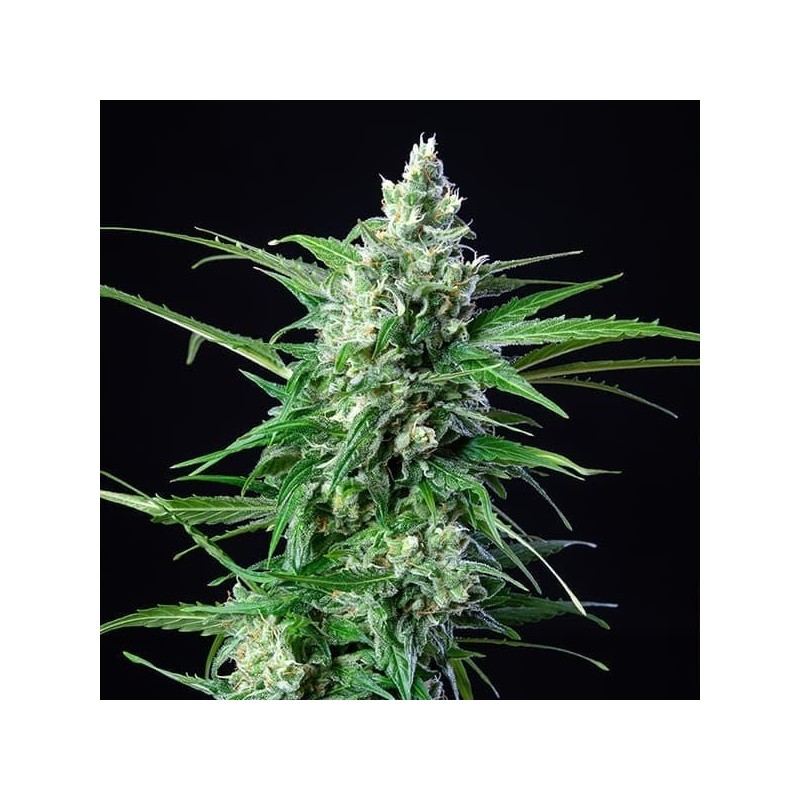 Royal AK Auto semi cannabis Royal Queen Seeds