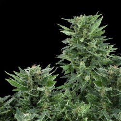 Royal AK Auto semi cannabis Royal Queen Seeds