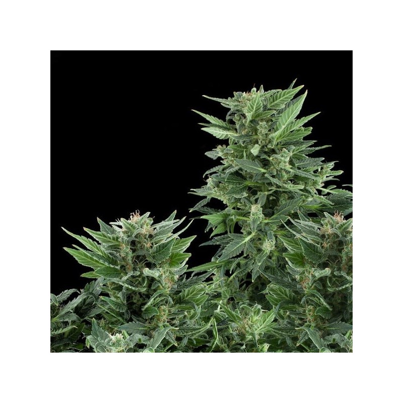Royal AK Auto semi cannabis Royal Queen Seeds