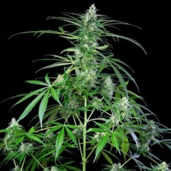 Royal AK Auto semi cannabis Royal Queen Seeds