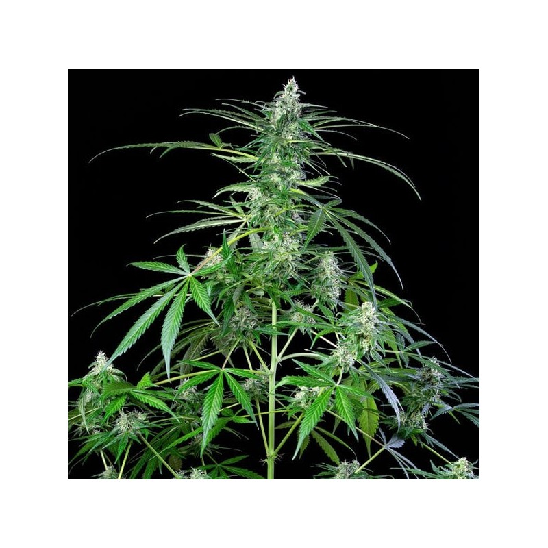 Royal AK Auto semi cannabis Royal Queen Seeds