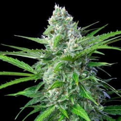 Royal AK Auto semi cannabis Royal Queen Seeds