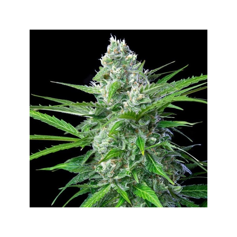 Royal AK Auto semi cannabis Royal Queen Seeds