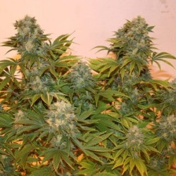 Royal AK Auto semi cannabis Royal Queen Seeds