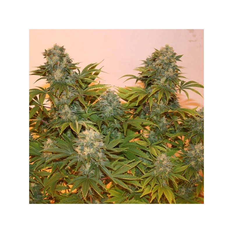 Royal AK Auto semi cannabis Royal Queen Seeds