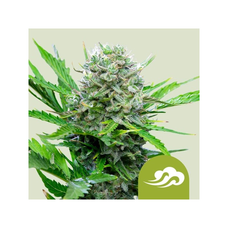 Royal Bluematic Auto semi cannabis Royal Queen Seeds