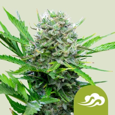 Royal Bluematic Auto semi cannabis Royal Queen Seeds