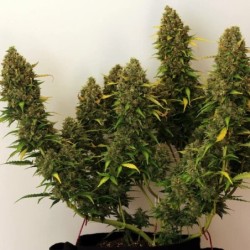 Royal Bluematic Auto semi cannabis Royal Queen Seeds