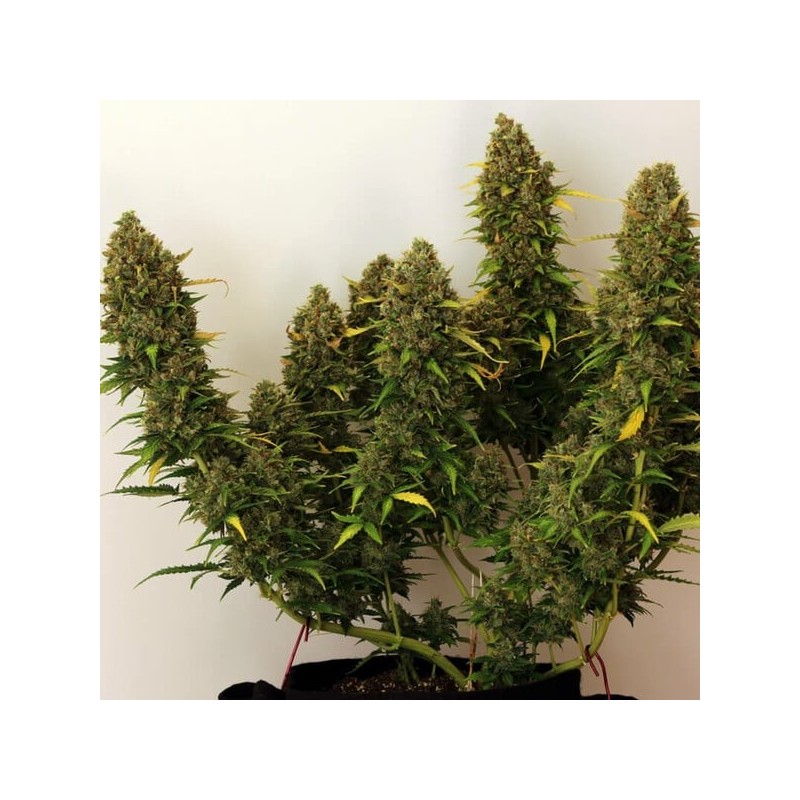 Royal Bluematic Auto semi cannabis Royal Queen Seeds