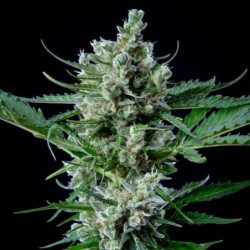 Royal Bluematic Auto semi cannabis Royal Queen Seeds