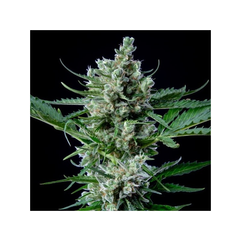 Royal Bluematic Auto semi cannabis Royal Queen Seeds