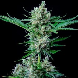 Royal Bluematic Auto semi cannabis Royal Queen Seeds