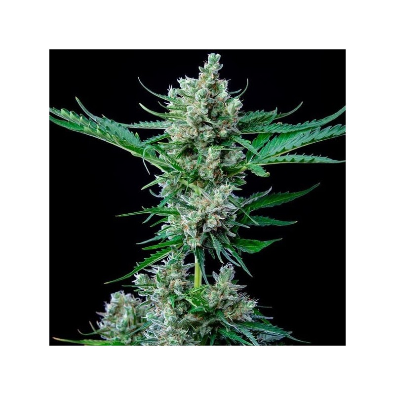 Royal Bluematic Auto semi cannabis Royal Queen Seeds