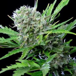 Royal Bluematic Auto semi cannabis Royal Queen Seeds