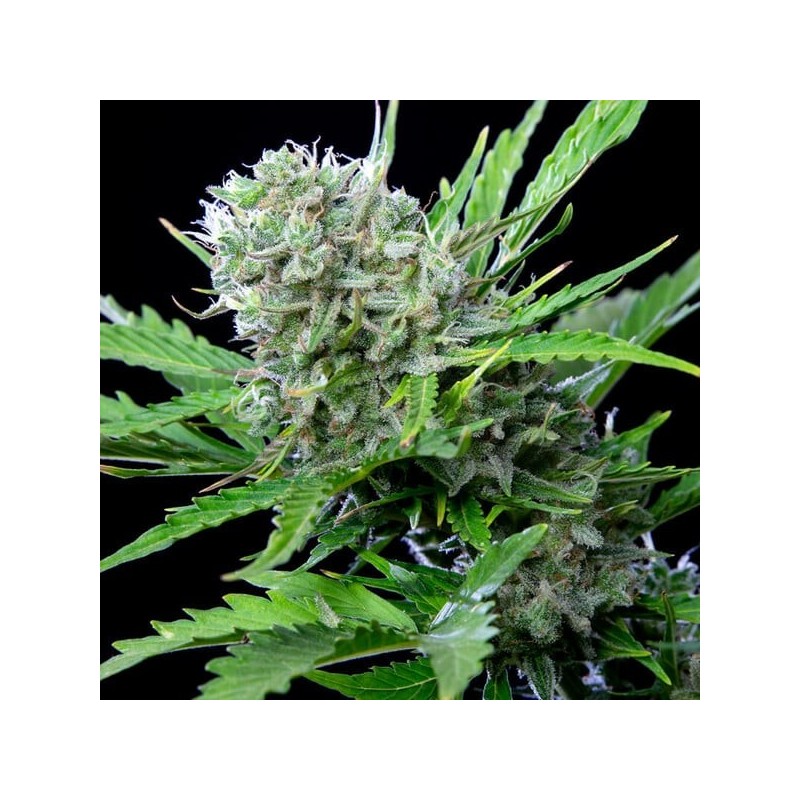 Royal Bluematic Auto semi cannabis Royal Queen Seeds