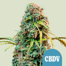 Royal CBDV Auto semi cannabis Royal Queen Seeds