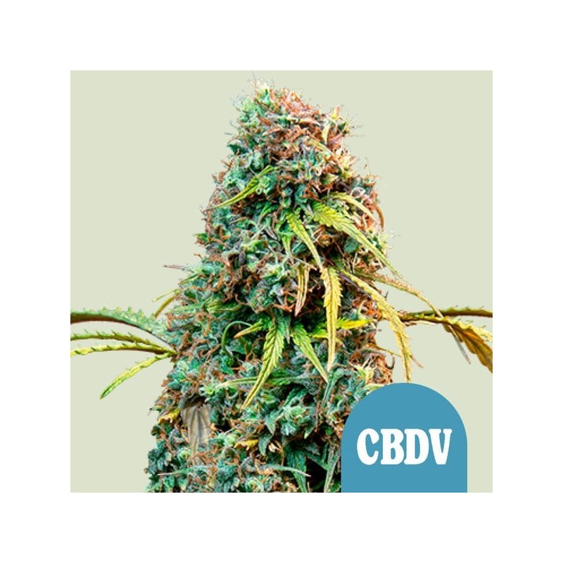 Royal CBDV Auto semi cannabis Royal Queen Seeds