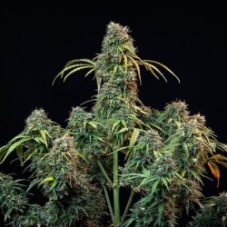 Royal CBDV Auto semi cannabis Royal Queen Seeds