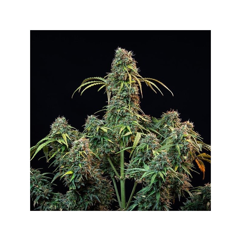 Royal CBDV Auto semi cannabis Royal Queen Seeds