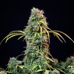 Royal CBDV Auto semi cannabis Royal Queen Seeds