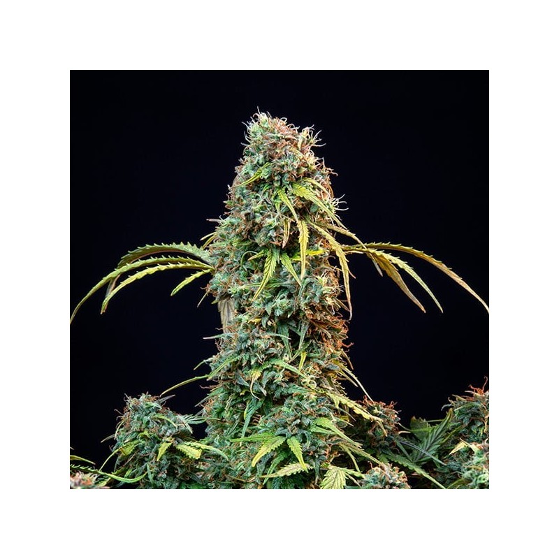 Royal CBDV Auto semi cannabis Royal Queen Seeds