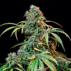 Royal CBDV Auto semi cannabis Royal Queen Seeds