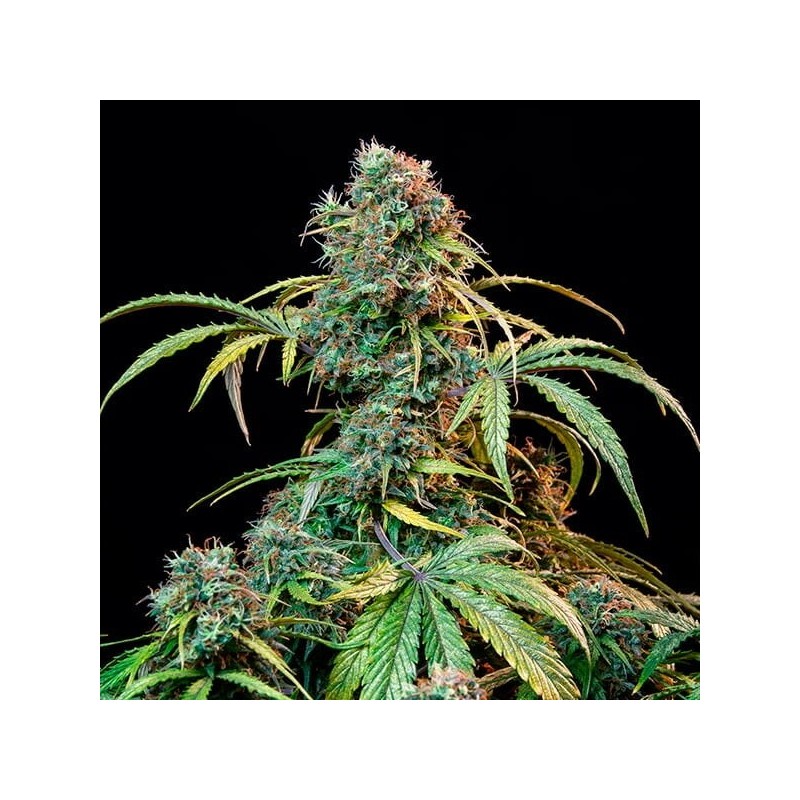 Royal CBDV Auto semi cannabis Royal Queen Seeds