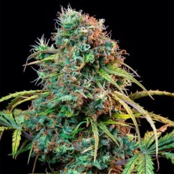 Royal CBDV Auto semi cannabis Royal Queen Seeds
