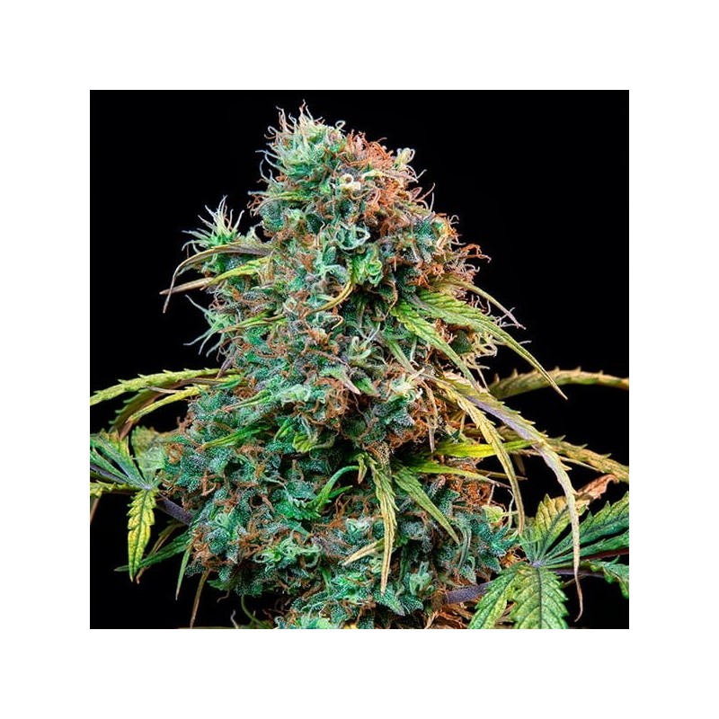 Royal CBDV Auto semi cannabis Royal Queen Seeds