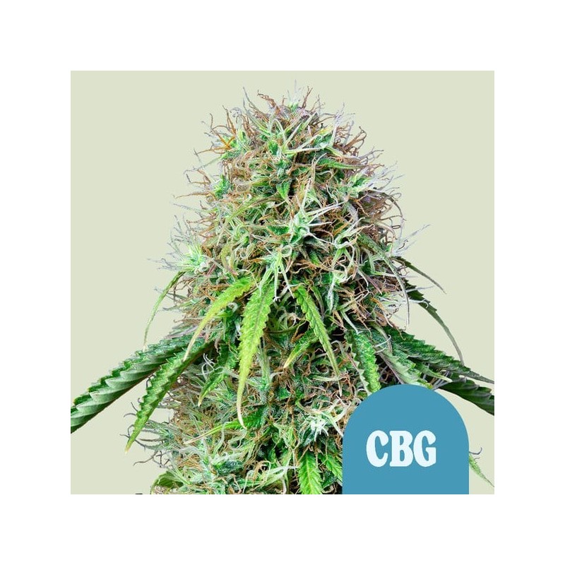 Royal CBG Auto semi cannabis Royal Queen Seeds