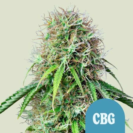 Royal CBG Auto semi cannabis Royal Queen Seeds