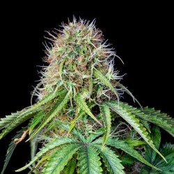 Royal CBG Auto semi cannabis Royal Queen Seeds