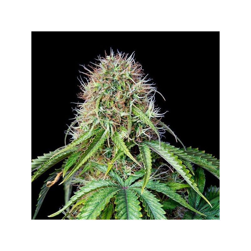 Royal CBG Auto semi cannabis Royal Queen Seeds