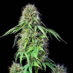 Royal CBG Auto semi cannabis Royal Queen Seeds