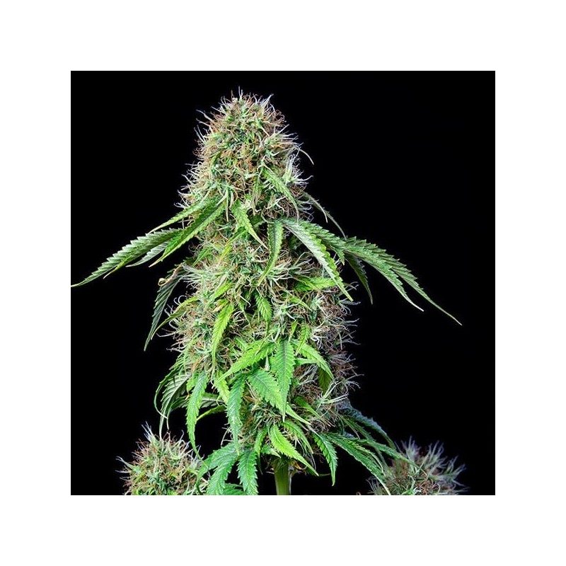 Royal CBG Auto semi cannabis Royal Queen Seeds
