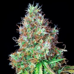 Royal CBG Auto semi cannabis Royal Queen Seeds