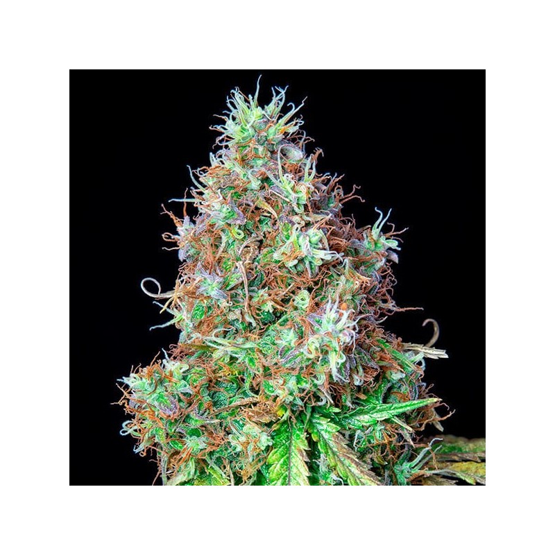 Royal CBG Auto semi cannabis Royal Queen Seeds