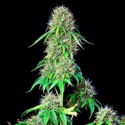 Royal CBG Auto semi cannabis Royal Queen Seeds