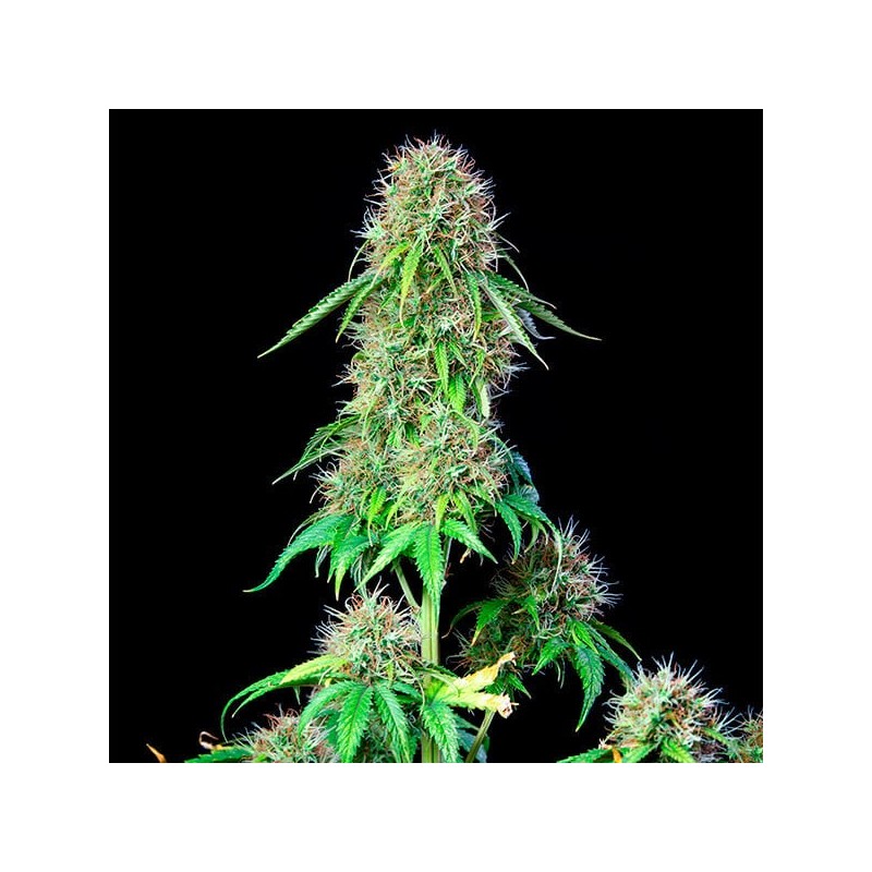 Royal CBG Auto semi cannabis Royal Queen Seeds