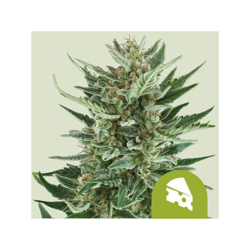 Royal Cheese Auto semi cannabis Royal Queen Seeds