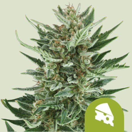 Royal Cheese Auto semi cannabis Royal Queen Seeds