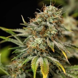 Royal Cheese Auto semi cannabis Royal Queen Seeds