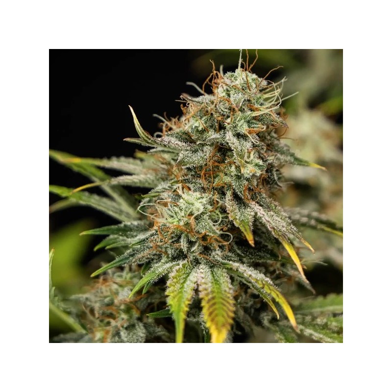 Royal Cheese Auto semi cannabis Royal Queen Seeds